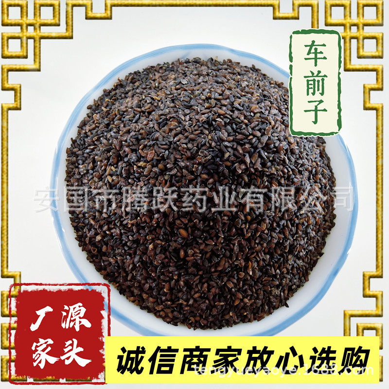 Dried Plantago Seed Che Qian Zi Whole Seeds Traditional TCM Herb Natural Sun Dried Bulk Supply overview