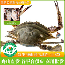 舟山梭子蟹鲜活速冻特大公蟹野生飞蟹肉蟹海鲜水产商用批发大螃蟹