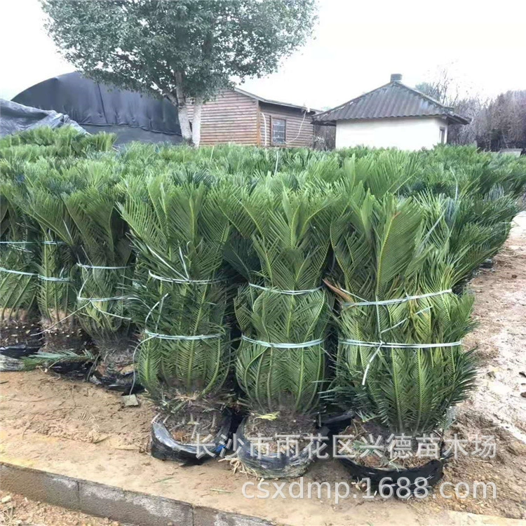 Оптовые поставки железных саженцев, железных бонсай, четырехсезонных вечнозеленых растений для двора, большие объемы и выгодная цена