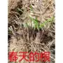 红紫四季小叶盆栽绿植