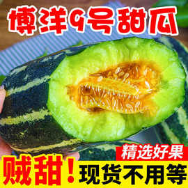 【新鲜】博洋9号甜瓜香瓜蜜新鲜应季羊角蜜脆甜孕妇水果1/3/5斤