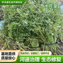 ˮ�۲����l�ļ�����н�ˮ��ֲ��ˮ�۷Nֲͦˮֲ�����ֱ�Nˮ����