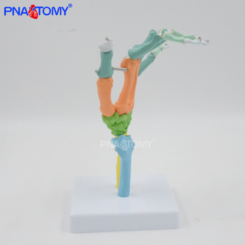 PNT-0108C 彩色手骨4.jpg