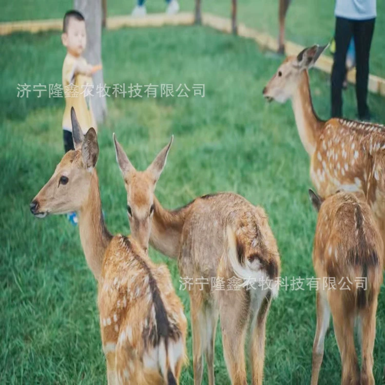 Провести выставку милых питомцев в живописном месте торгового центра