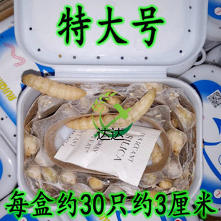 �������x�����x���x ���x �����x���w  �����B��ʳ�B��Ϟ�����x