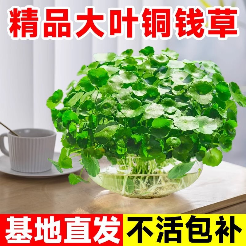 Large-Leaf Pennywort Hydroponic Plant Potted Indoor Living Room Office Aquatic Plant Easy to Care for