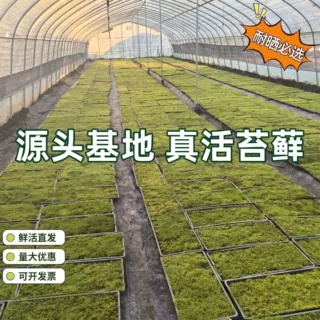 苔藓鲜活大灰藓白发藓庭院草皮铺地盆栽假山室外户外耐晒园艺趣味