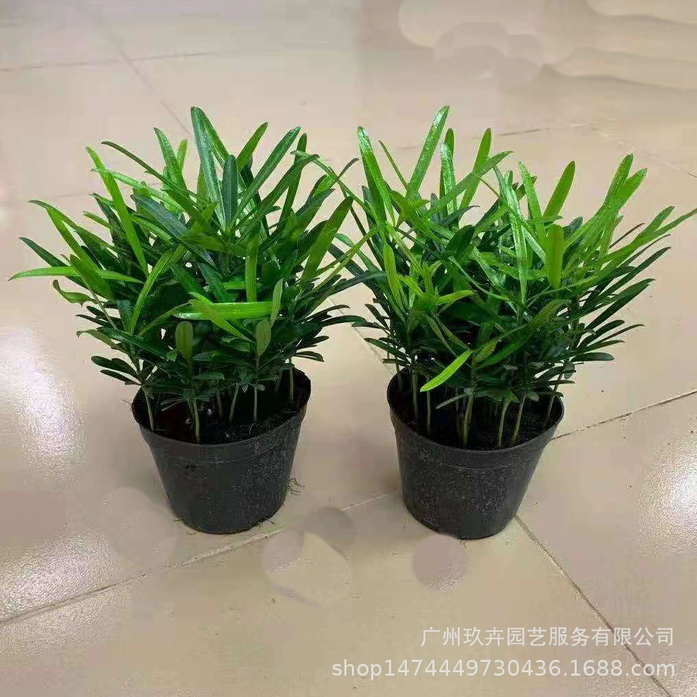 Pok Han Pine Leaf Plant в горшке Гостиная Балкон Офис Рабочий стол Зеленое растение в горшке