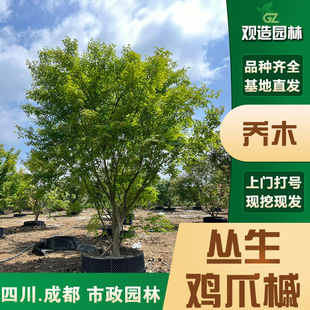 Planting of Clumped Acer Palmatum Saplings Sichuan Greening Project Courtyard House Plants Florals Cold-Resistant Landscape Trees