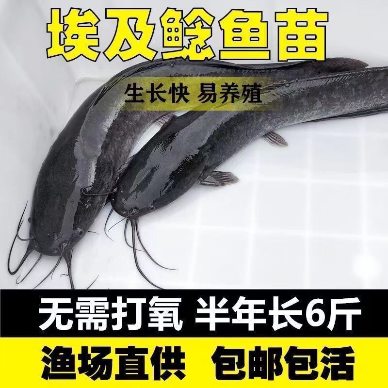 Egyptian Fry Fast-Growing Leather Bearded Catfish Fry Live Pond Bearded Catfish Fry Egyptian Pond Bearded Catfish Live Feed