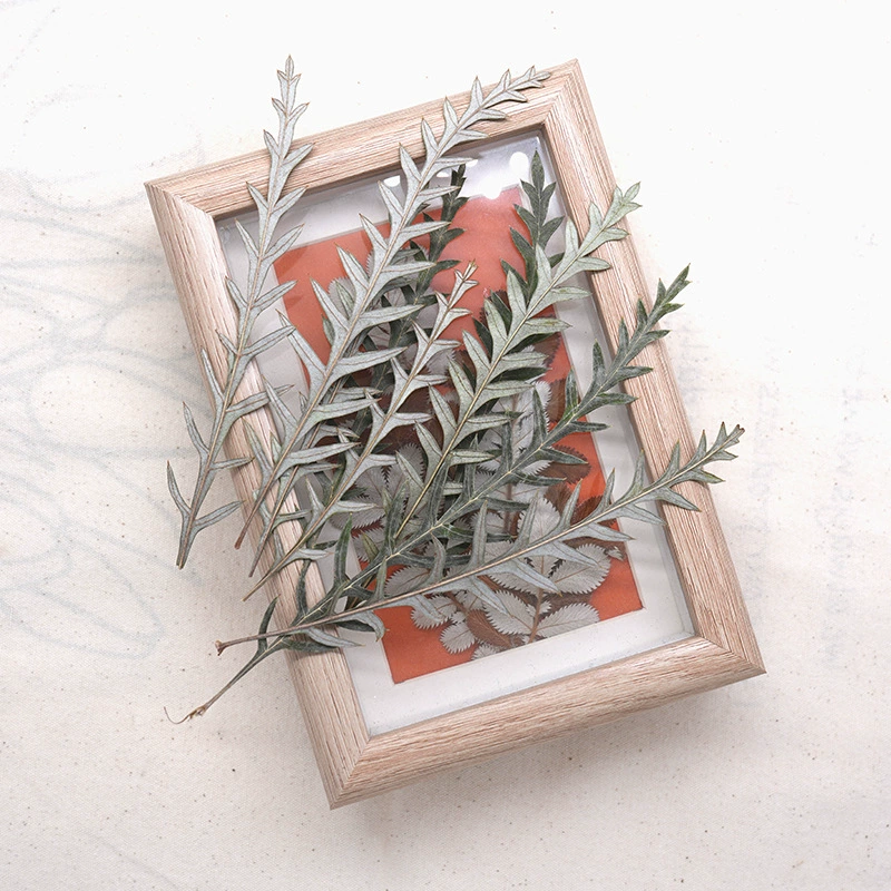 Листья овечьей зуба растения учительские сушеные цветы натуральные цветы