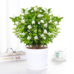 Jasmine Seedlings Potted Plants Bloom in All Seasons, Jasmine Double Petals, Strong Fragrance Flower Plants, White Jasmine for Home Living Room Balcony