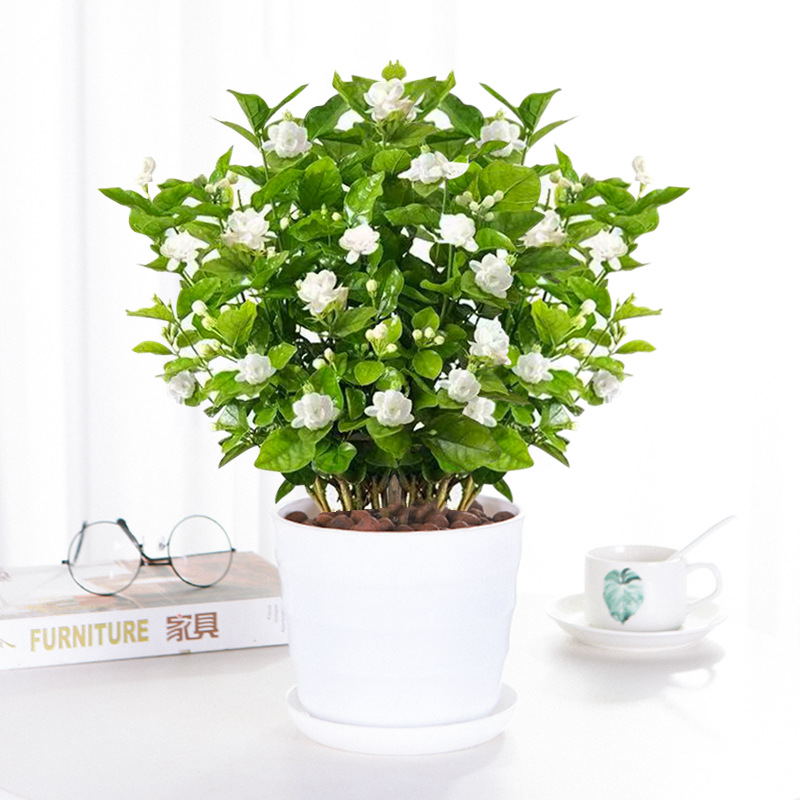 Jasmine seedlings Potted Four Seasons Four Flowers Jasmine Dental…
