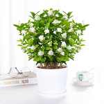 茉莉花苗盆栽四季开花茉莉花重瓣家里客厅阳台浓香花卉植物白茉莉
