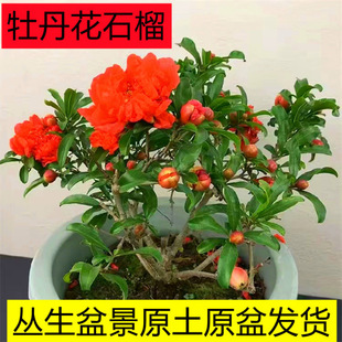 ���ذ�ĵ����ʯ���^���҃������̨ͥԺ��ɫ����ԭ��ԭ��l؛