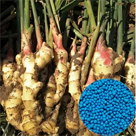 有机肥;生物肥料;复合肥