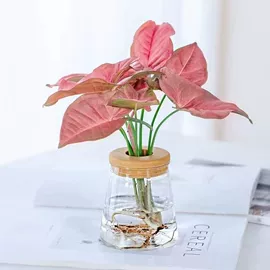 盆栽;乔木;灌木