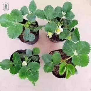 Cream Strawberry Seedlings Potted in Original Pots with Original Soil, Edible White Strawberry Seedlings, Four-Season Fruiting, Balcony Planting, Red New Seedlings