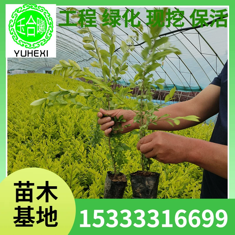 Чашка для рассады из водного воска, куча/шарик из водного воска, водный воск для живой изгороди, лигуструм, питательная чашка для теплицы, маленький цветной блок для рассады в северо-восточном регионе.