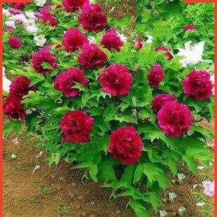 ��Ʒ����^�pĵ���ذ���Ӵ󻨰�ĵ�������ļ��҃������̨�ͺ�