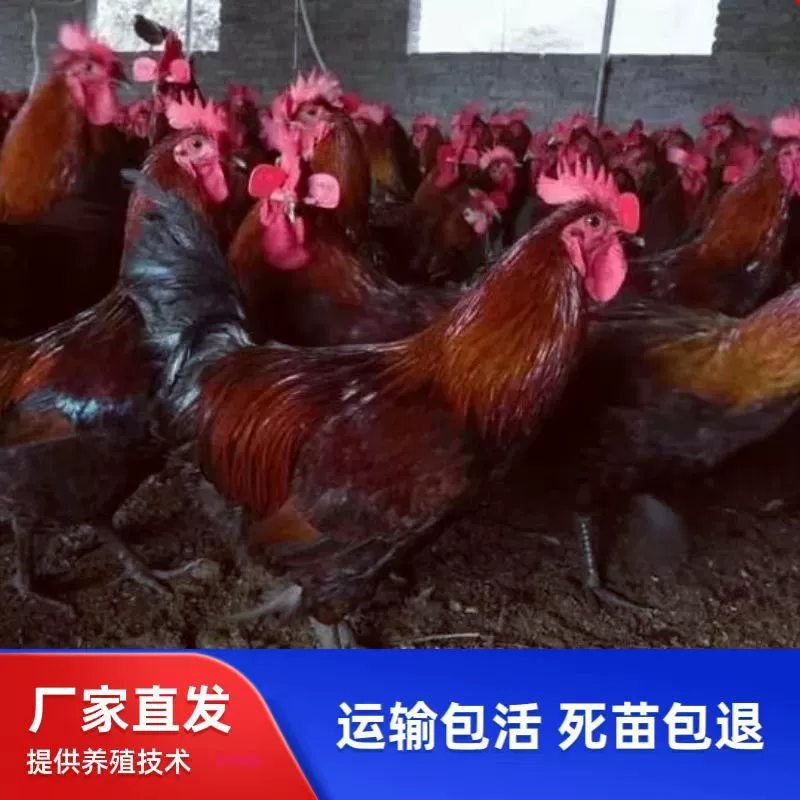 Продаются: домашние цыплята с кроваво-перьевой окраской, домашние цыплята с красной перьевкой, домашние цыплята с крапчатой перьевкой и зелеными лапками, несушка, а также большие домашние цыплята с красной перьевкой.