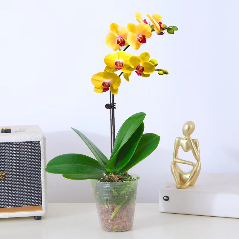 orquídea mariposa con brotes de flores planta en maceta sala de estar orquídea planta de interior flores en todas las estaciones buena para alimentar dendrobium orquídea planta verde image 15