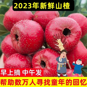 [山楂山楂果新鲜精选特大生山楂鲜山楂新鲜糖葫芦农家现摘]