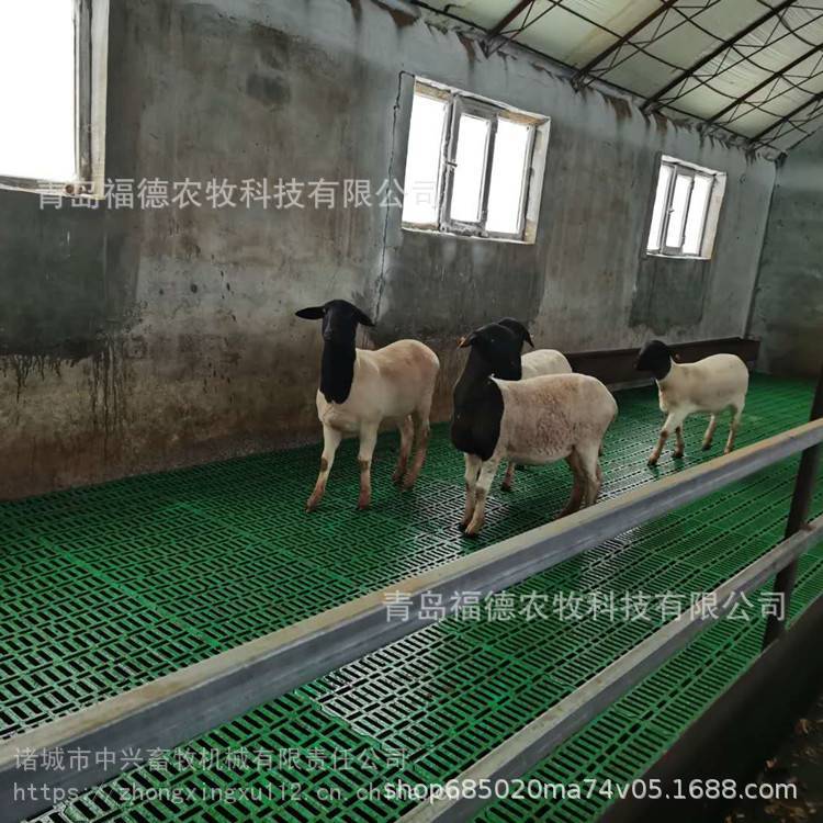 中兴羊舍用塑料羊垫板规格 养羊用塑料网格板 一米防滑塑料羊粪板