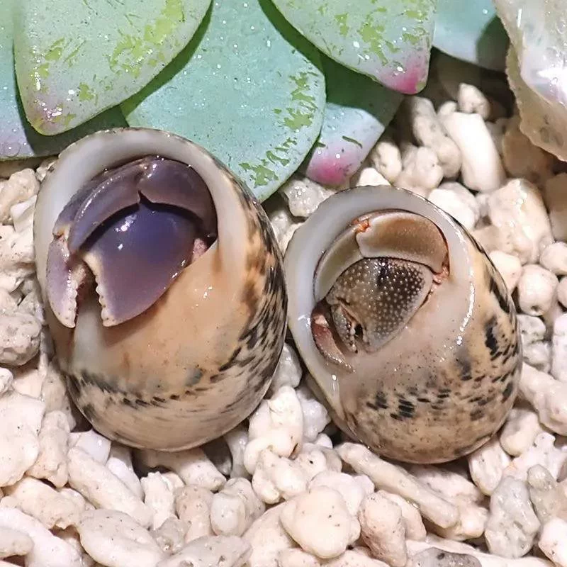 Детские ленивые питомцы Land hermit crabs — наземные ручные крабы, живые пресноводные ягоды, короткий хвост, серо-белые тёмно-фиолетовые декоративные крабы