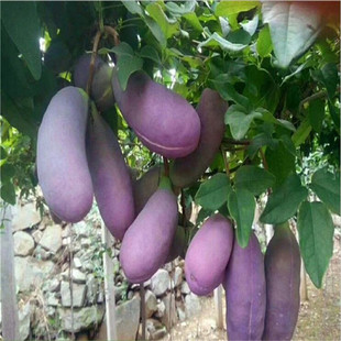 ���¹ϻ���ֱ�l���l���¹���ͥԺ��������