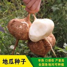 �عϷN�ӛ������ϷN�Ӱכ������Rɽˮ������ɳ���߲˷N�������S�a