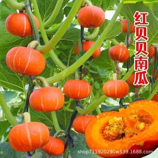 ��Ʒ�tؐؐ�ϹϷN�Ӱ�������С��ϷN�Ѵ����̨�r���߲˷N��