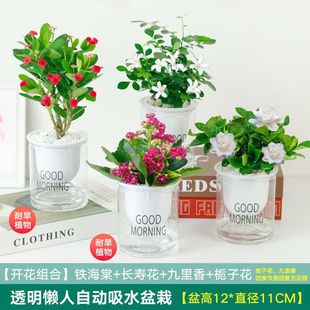 Longevity Flower Money Tree Flower Potted Asparagus Hydroponic Plant Potted Flower Indoor Bonsai Green Plant Spider Orchid Yiling
