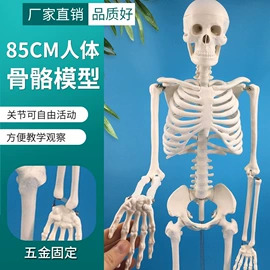 教学演示用品;其他模型玩具;医药教学器材