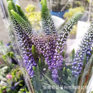 Yunnan Kunming mouse tail fresh cut flowers with flowers with Grass vase holding bouquet Chenggong Dounan flower market wholesale