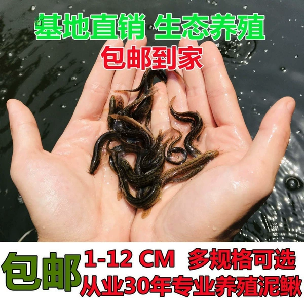 1-3cm 50 strips