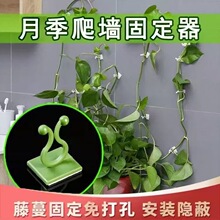 绿萝爬墙神器绿萝固定藤蔓固定夹攀爬挂钩绿罗扣环无痕绿植固定器