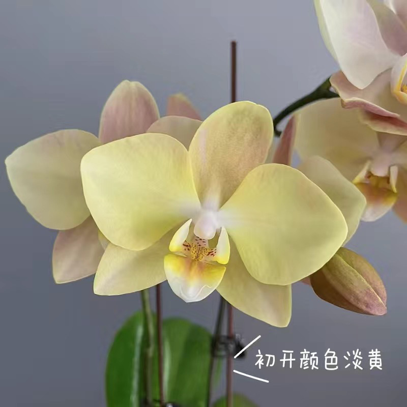 Orquídea de mariposa en las cuatro estaciones, balcón interior, oficina en maceta, flores verdes, fácil alimentación image 11