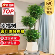 Ҹ͏dԴϘGֲk҃ƽȩֲļl