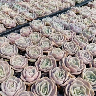 Blue Surprise Plug Tray Status Seedling 3cm Succulent Plant Base Direct Sales Large Favorably