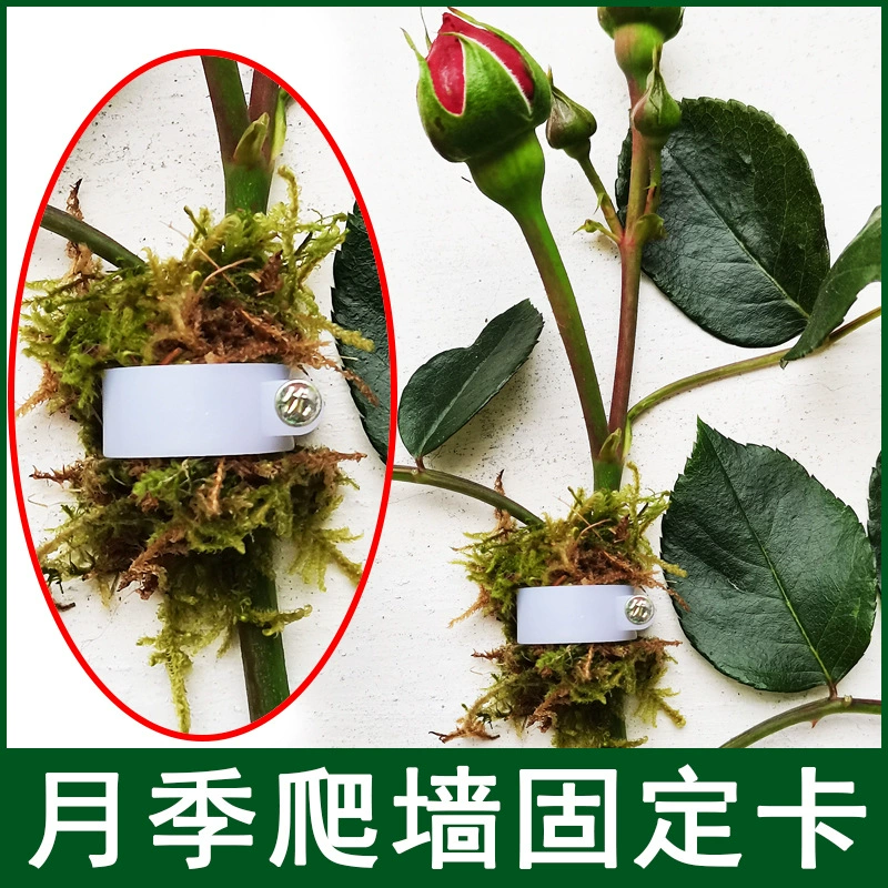 Фиксатор для вьющихся растений из ротанга, крепление для роз, крепление для стен, крепление для растений, гвозди для цветов, вьющиеся ветви