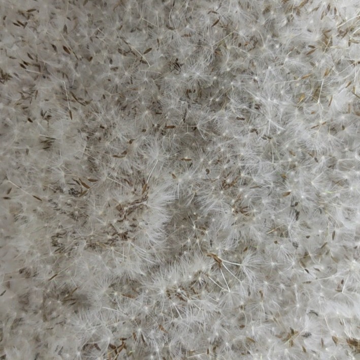 Manufacturer Wholesale Dandelion Dried Flower Seeds, Dandelion Fluff, Forest-Style Filling Necklace, Resin Material DIY Accessories