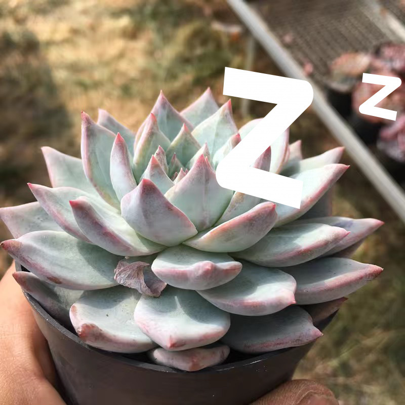 핑크 블루 버드 10-12cm (플라스틱 화분과 함께 배송 가능)