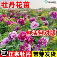 һ�����lĵ����������������ꖎ�����ĵ�����N�����p֦�ذ껨��ĵ