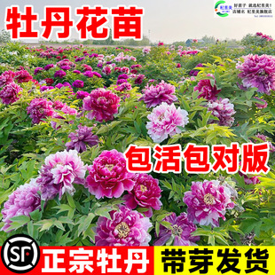 һ�����lĵ����������������ꖎ�����ĵ�����N�����p֦�ذ껨��ĵ