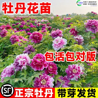 一件代发牡丹花苗盆栽正宗洛阳带花苞牡丹花种大苗缠枝重瓣花卉牡