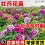 洛阳正宗重瓣盆栽牡丹花苗