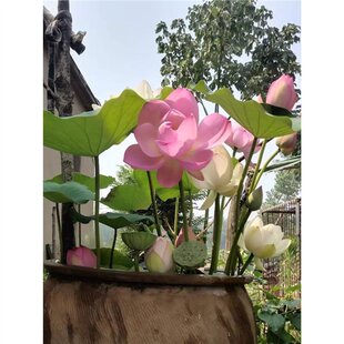 ���^�p�ɻ���ˮ��ֲ��ʳ��ź��ɏź��������ɏɏź��Nֲ�ɻ���