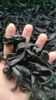 Dried Leech (Hirudo nipponica / Poecilobdella manillensis) — Sun-Dried Medicinal Leech, Food-Grade Herb specifications