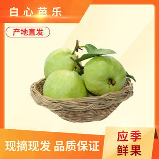 ���İŘ����V����